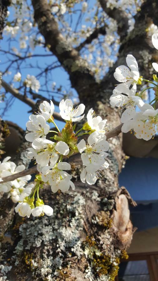 Maison Castellane Chambre D'Hotes B&B ภายนอก รูปภาพ
